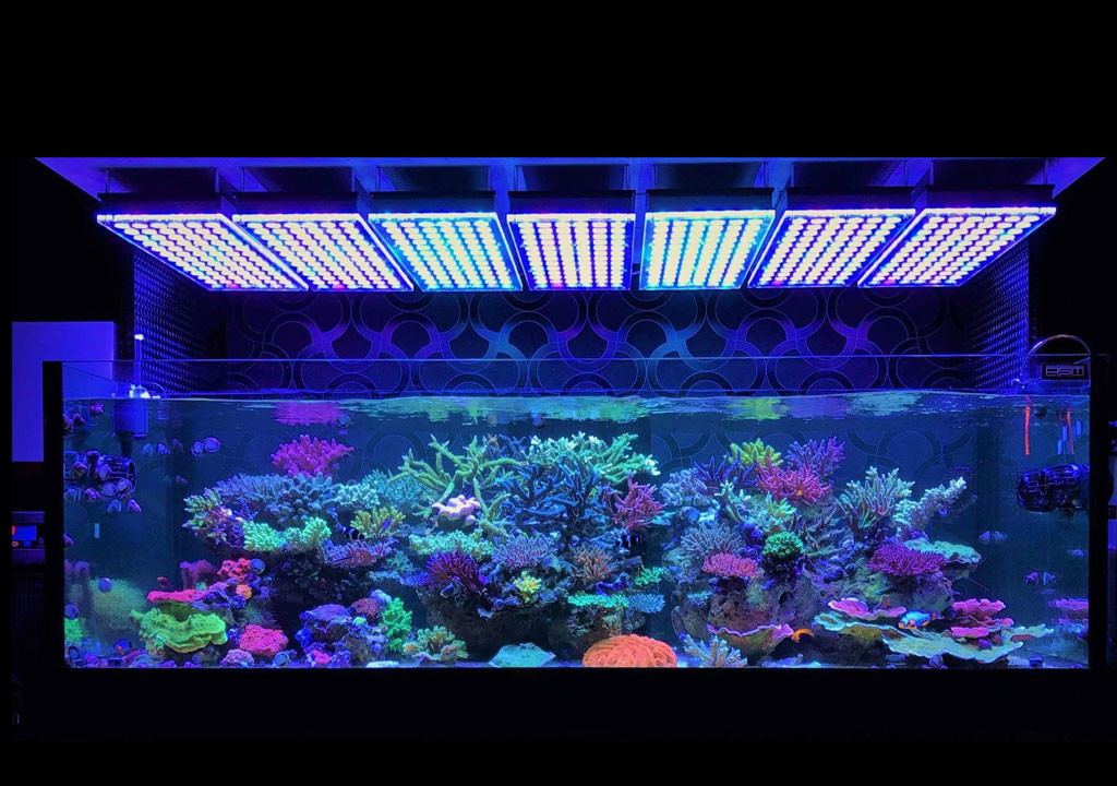 نقش نور در رنگ مرجان‌ها