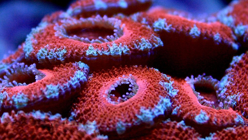 تغییر رنگ مرجان ها