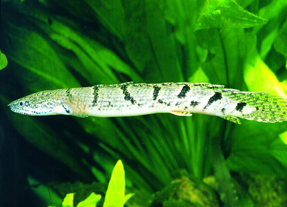 Polypterus-delhezi