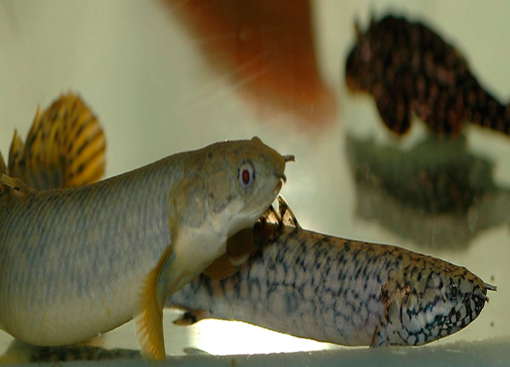 Polypterus-ornatipinnis