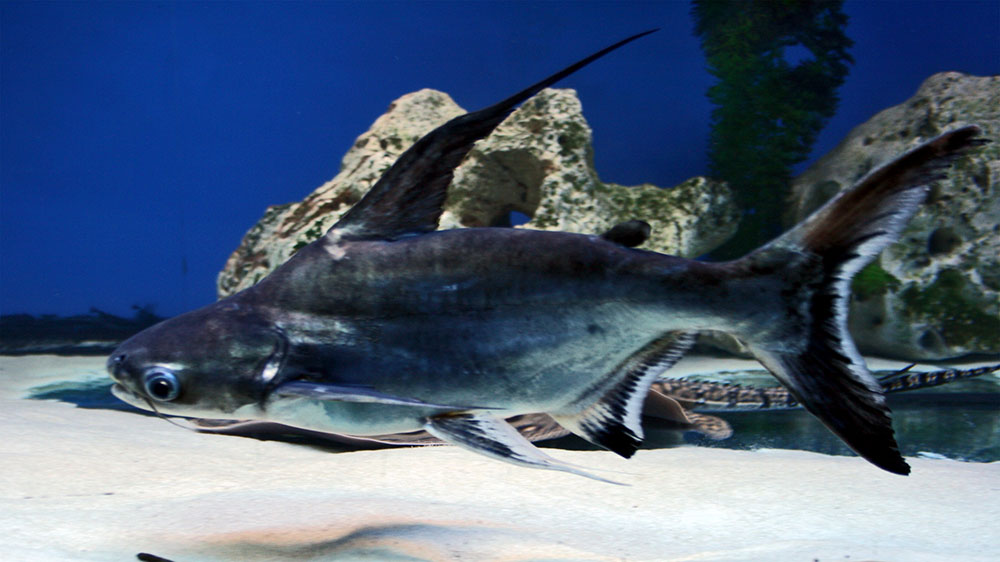 انواع ماهی آکواریومی