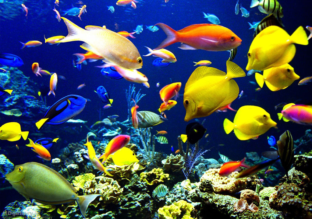تعداد ماهیان مناسب جهت نگهداری در یک آکواریوم را بهتر بدانید