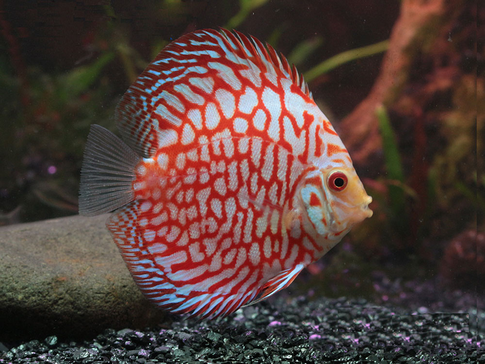 ماهی دیسکس قرمز Symphysodon discus