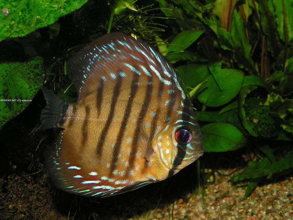ماهی دیسکس قهوه ای Symphysodon aequifasciata axelrodi