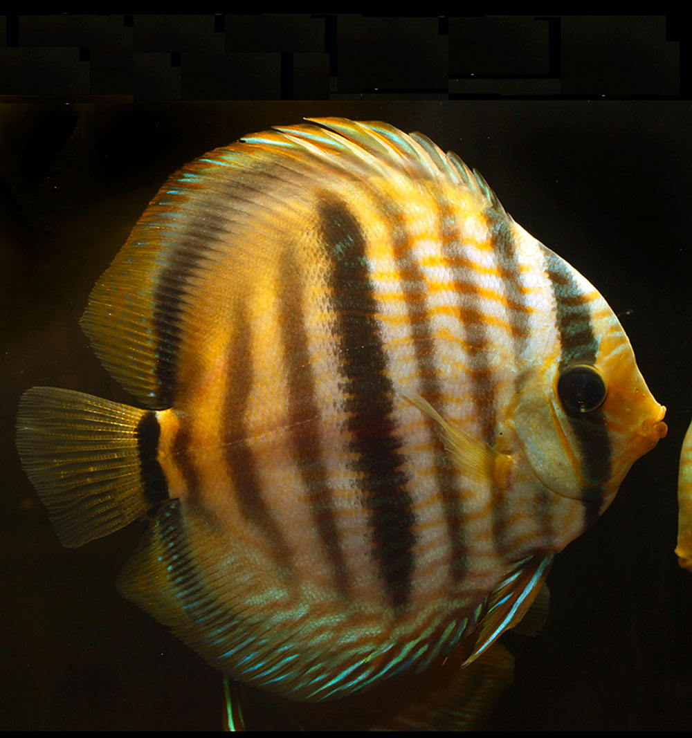 دیسکس هکل Heckel discus