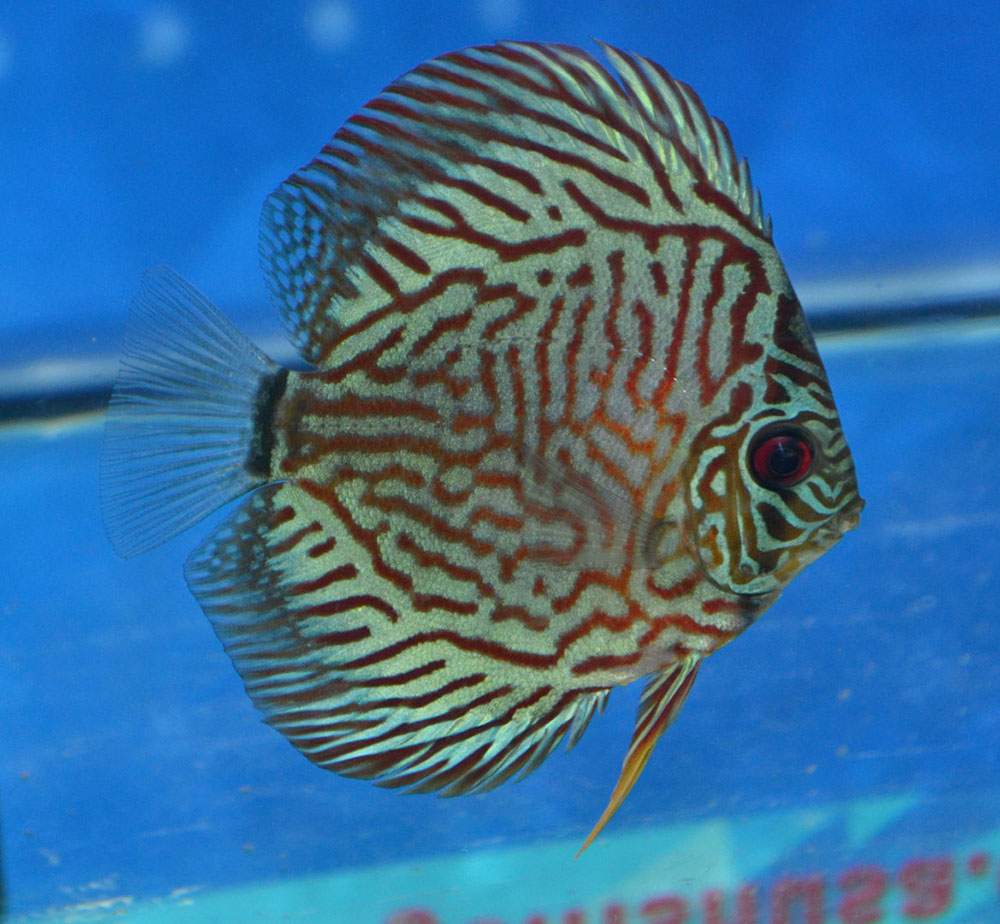 ماهی دیسکس فیروزه یا Turquoise discus