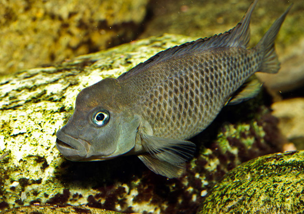 ماهی سیچلاید کله شیری (Steatocranus casuarius)