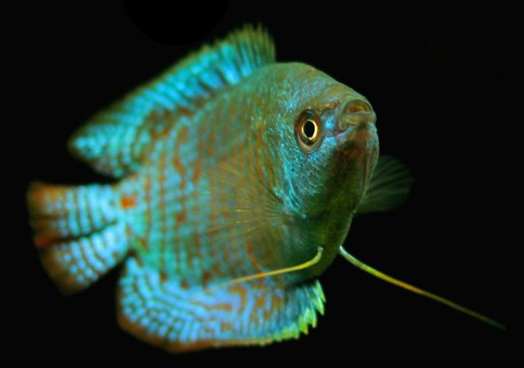 ماهی های گورامی