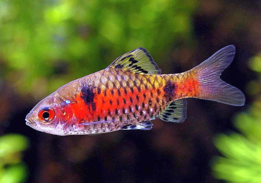 ماهی بارب ادوسا ( Puntius ticto )
