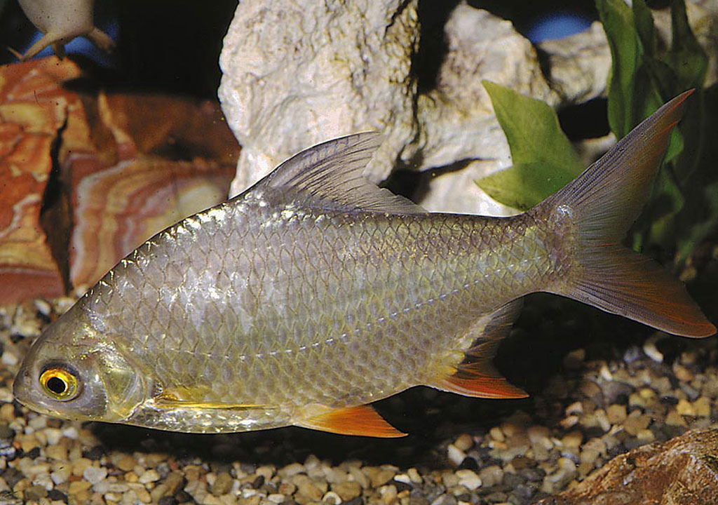 ماهی بارب حلب ( Barbonymus schawnenfeldii )