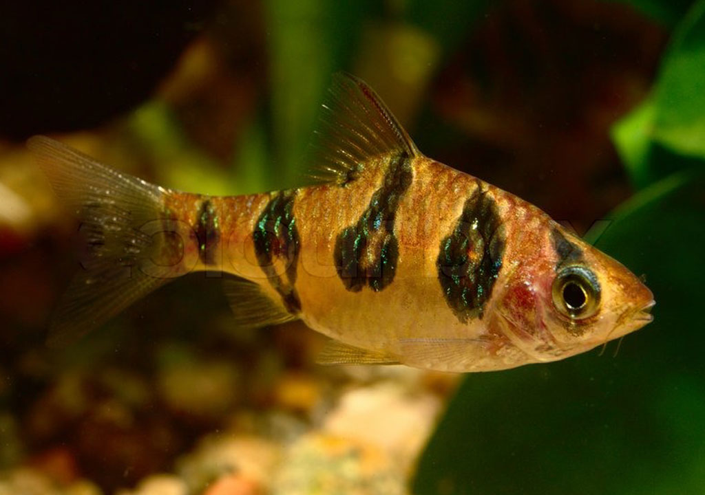 ماهی بارب سناکسکین یا بارب پوست ماری ( Puntius Rhomboocellatus )