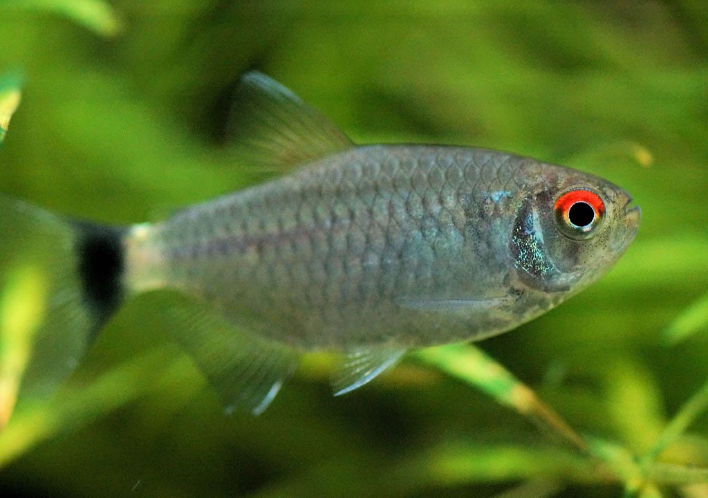 تترای چشم چراغی یا سر و دم روشن ( Head and Tail Light Tetra )