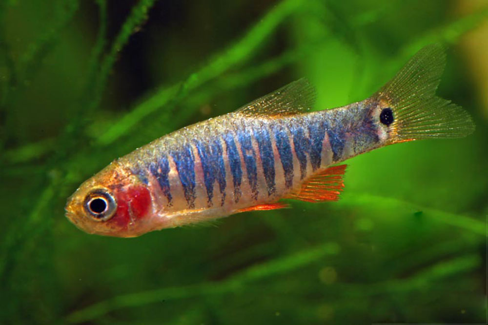 ماهی دانیو اریترومایکرون یا رازبورای کوتوله زمردی