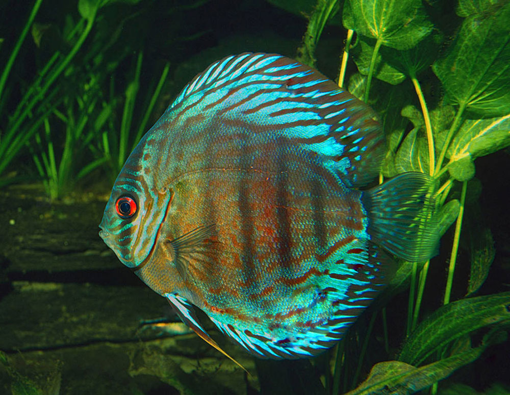 ماهی دیسکس سبز Symphysodon aequifasciata