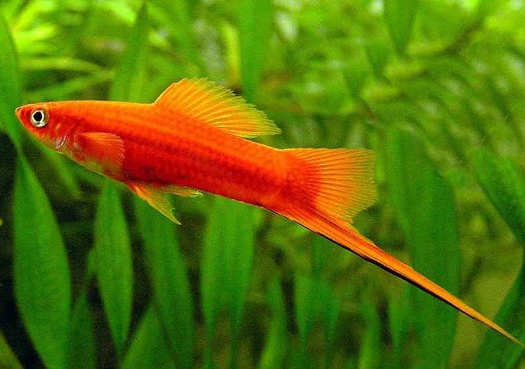 ماهی دم شمشیری یا سوردتیل ( Swordtail )
