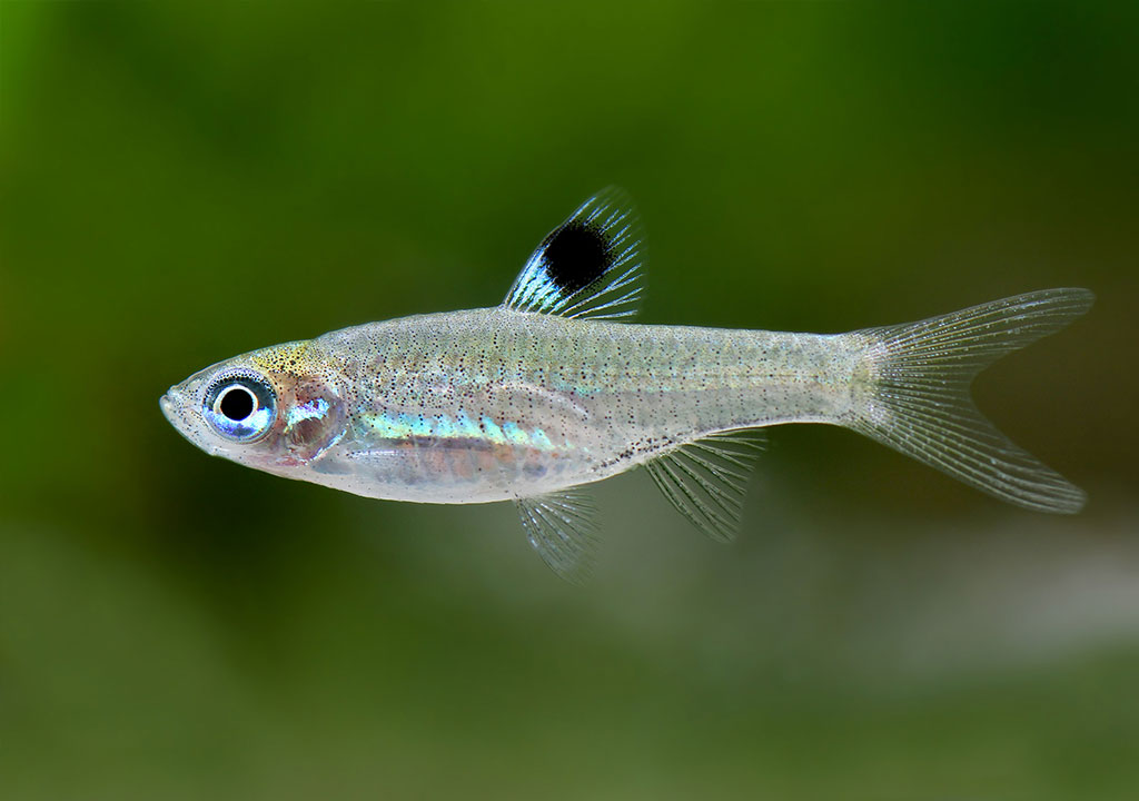 ماهی رازبورای لکه چشمی ( Brevibora dorsiocellata )
