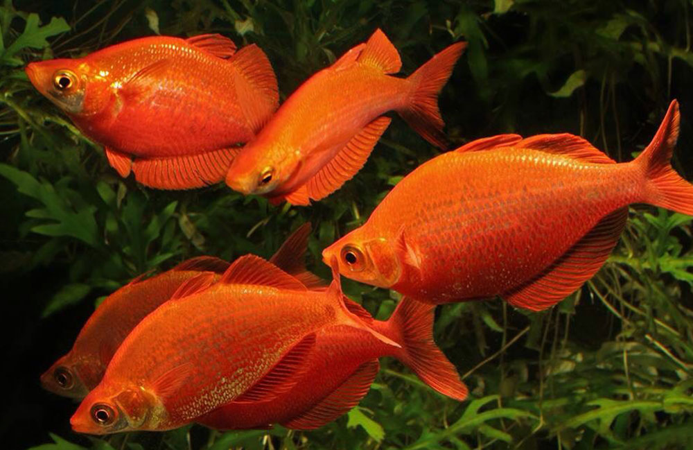 رنگین کمانی قرمز ( Red Rainbowfish )