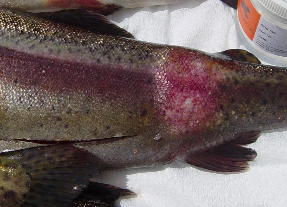 زخم های خونی ماهیان ( Lesions ) ، یکی از بیماری های باکتریایی ماهیان