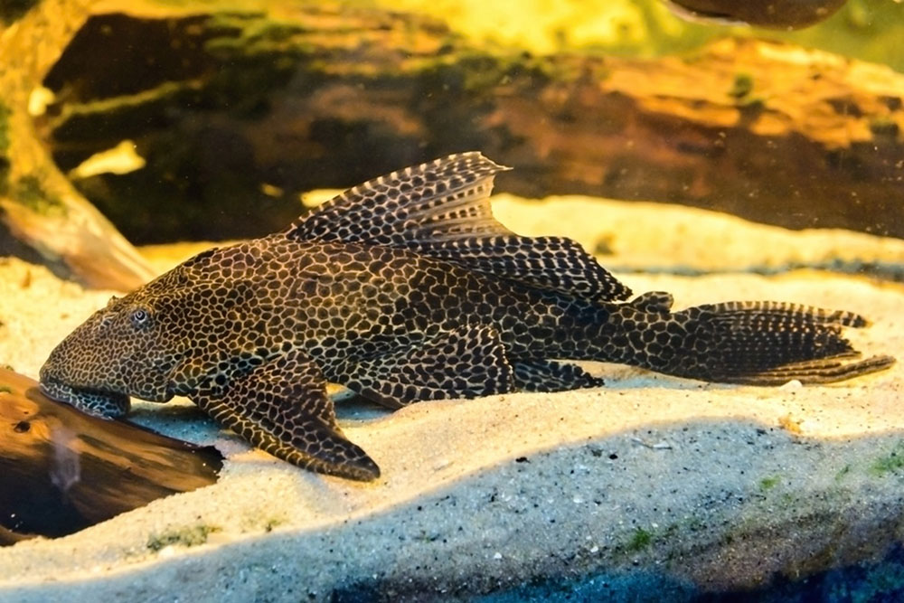 لجن خوار یا باله بادبانی ( Glyptoperichthys Gibbiceps )