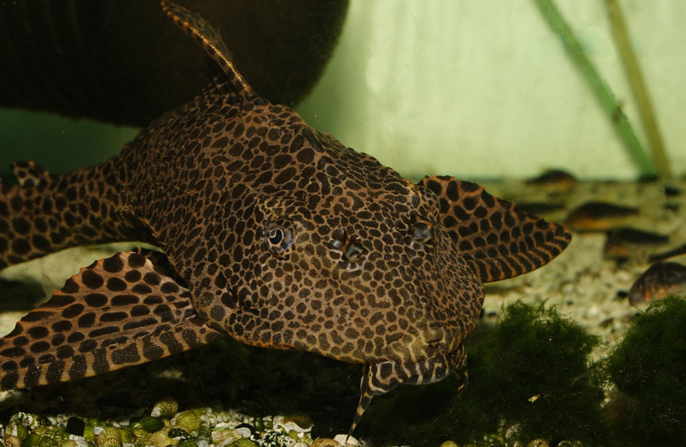 لجن خوار یا باله بادبانی ( Glyptoperichthys Gibbiceps )