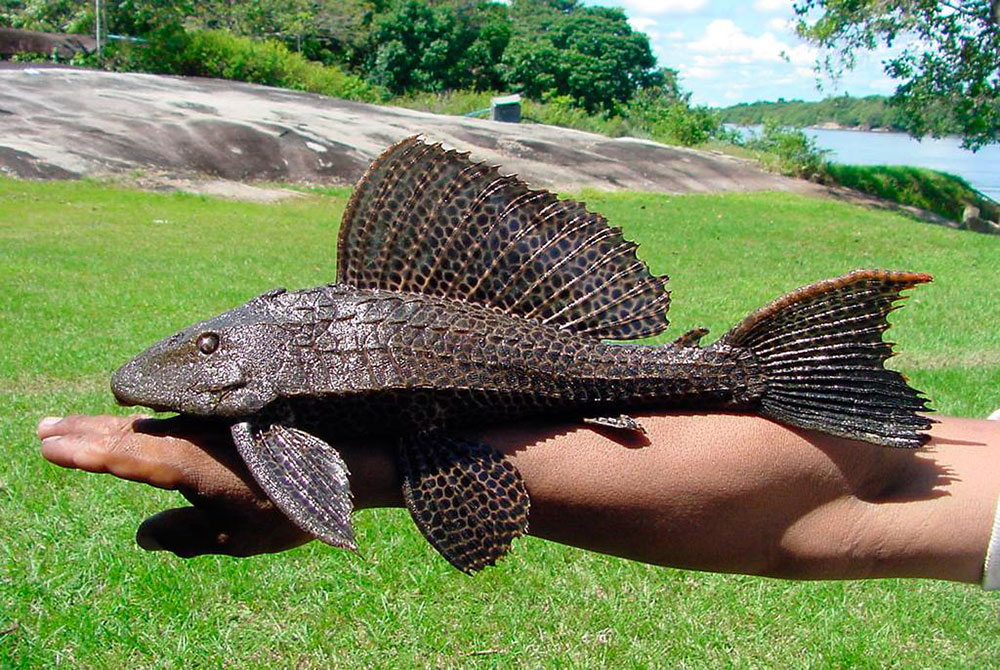 لجن خوار یا باله بادبانی ( Glyptoperichthys Gibbiceps )