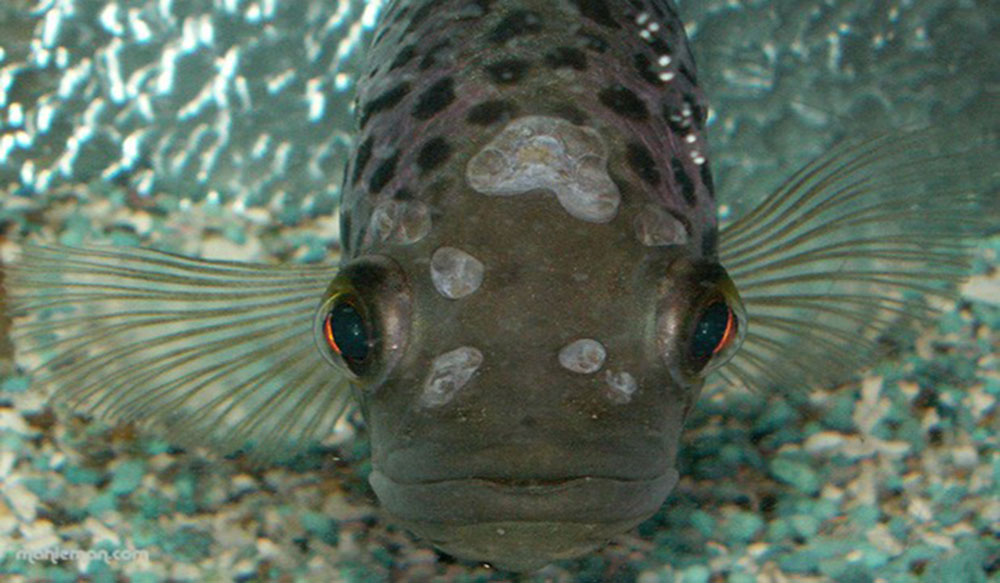 ماهی آلوده به بیماری ایکتیوفونوس