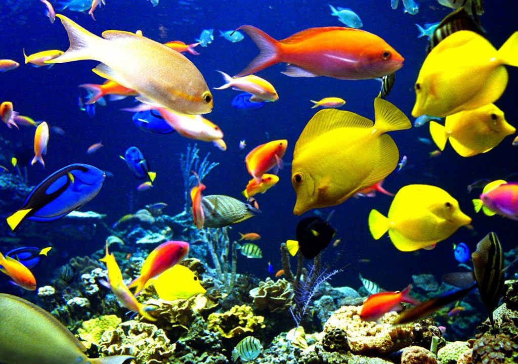 انواع عفونت سطحی ماهیان آب شور را بشناسید