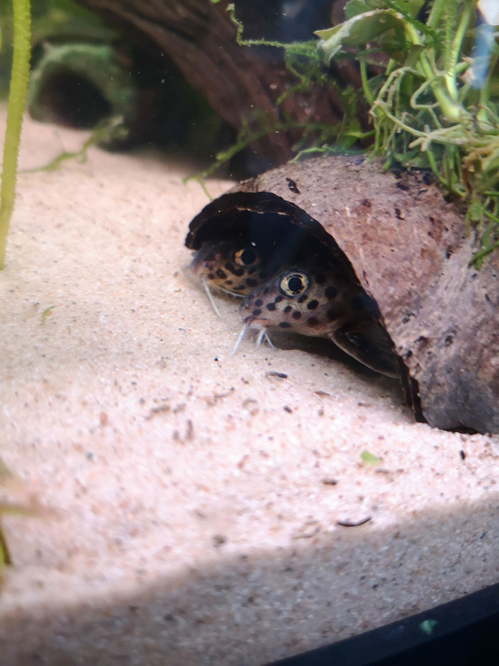 نمونه ی یک مخفی گاه برای ماهی ها در آکواریوم