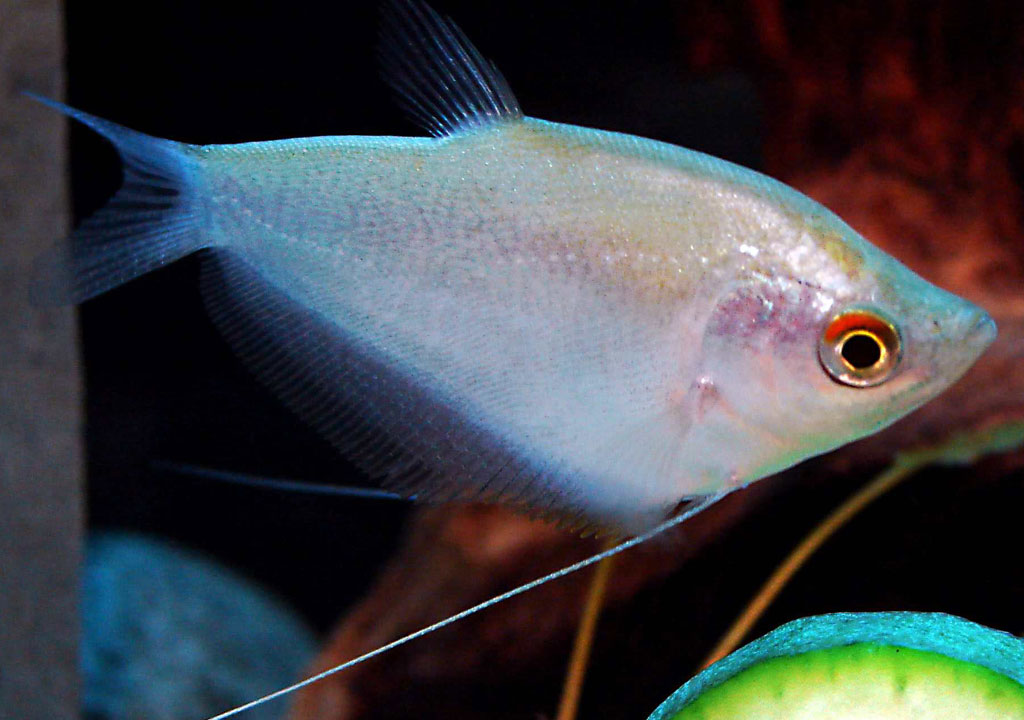 ماهی گورامی مهتابی یا گورامی مون لایت ( Tichogaster microlepis )