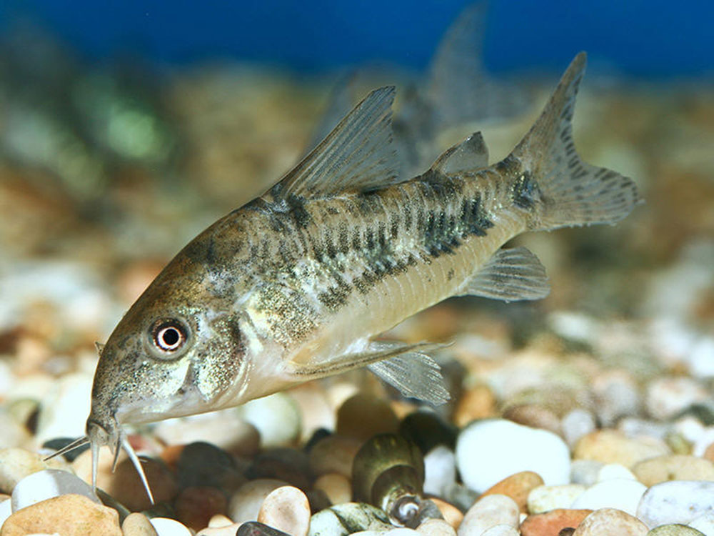 ماهی C.paleatus ، کوریدوراس فلفلی ، گربه ماهی