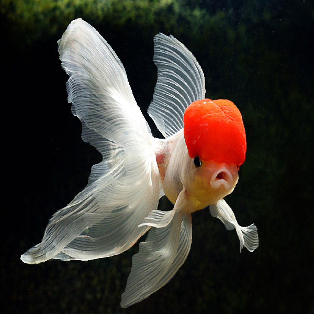 گلدفیش اوراندا یا کله ببری ( Oranda Goldfish )