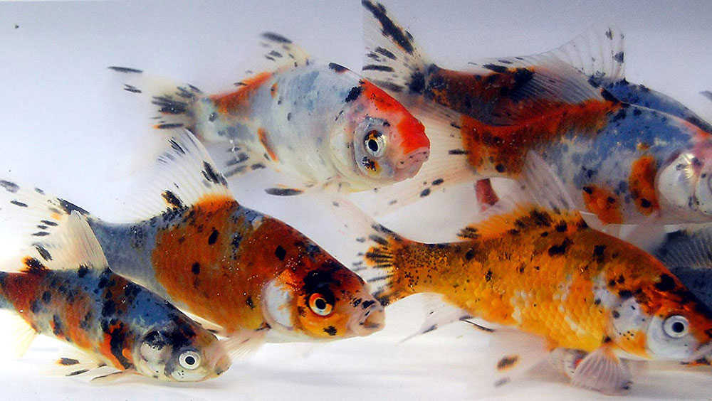 گلدفیش شابونکن یا گلدفیش کالیکو ( Shubunkin Goldfish)