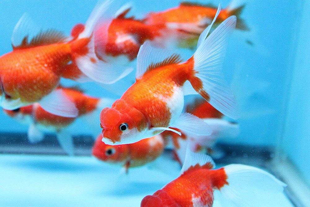 گلدفیش فلس مرواریدی یا گلدفیش پرلسکال ( Crown Pearlscale Goldfish )