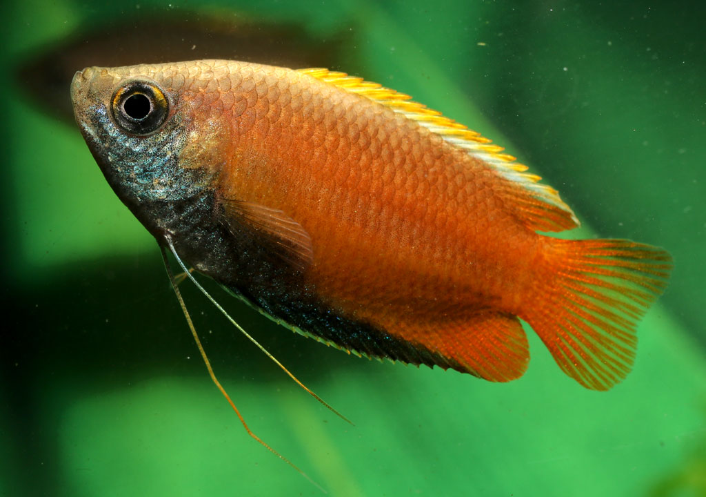 ماهی گورامی عسلی ( Trichogaster chuna )