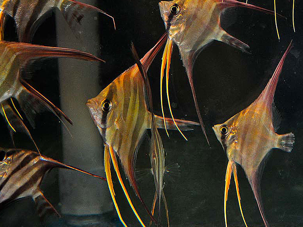 Как отличить самца скалярии. Скалярия аквариумная. Скалярия аквариумная рыбка. Рыбки скалярий самец самка. Скалярия самец.