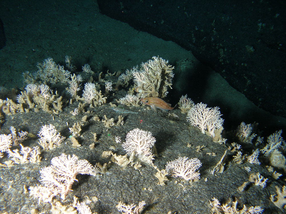 مرجان قیطانی سفید ، Stylaster (white) spp