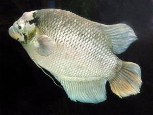 ماهی اسفرانوس ، گورامی غول پیکر