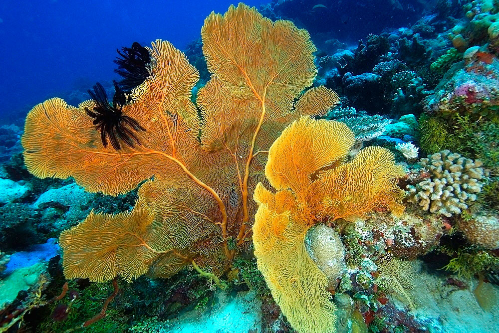 بادبزن دریایی اقیانوس آرام ، Subergorgia spp