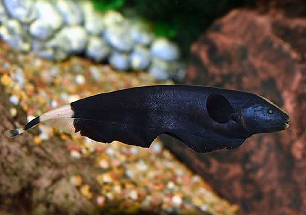 ماهی بلک گوست یا روح سیاه
