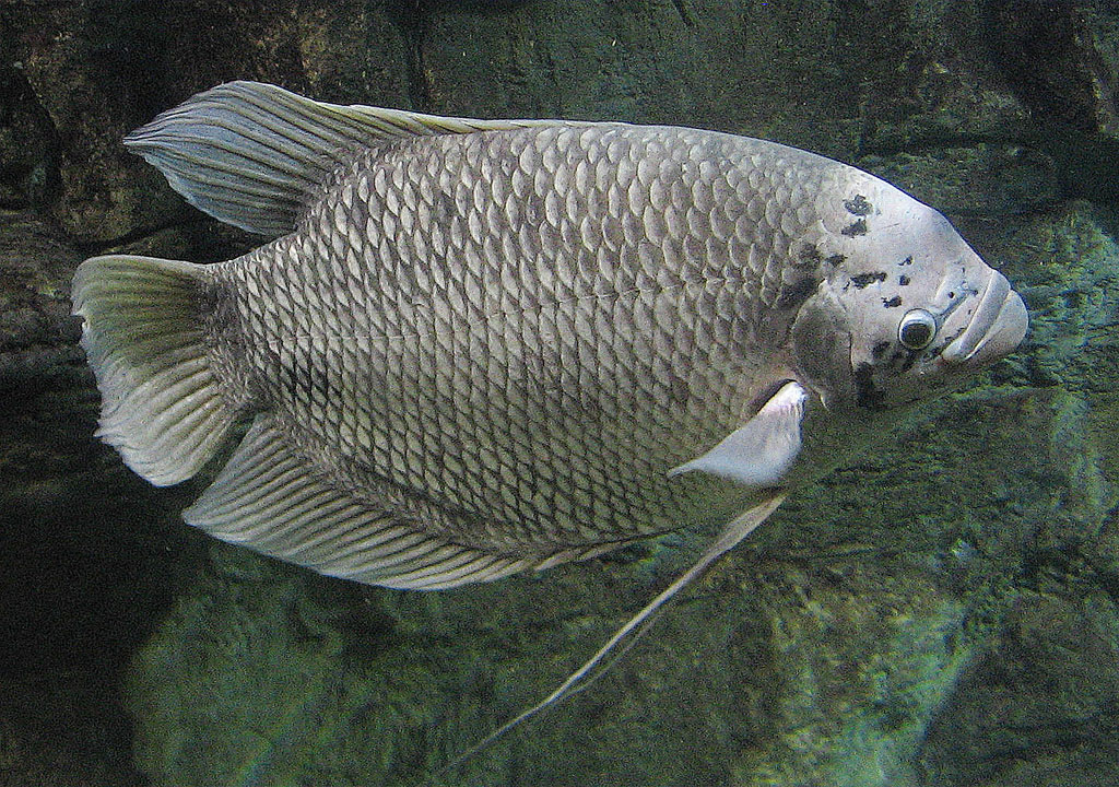 ماهی اسفرانوس ، گورامی غول پیکر