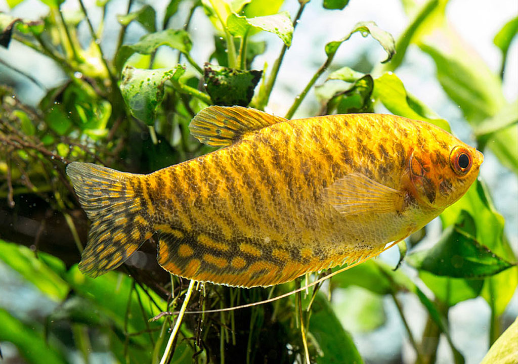 ماهی گورامی طلایی