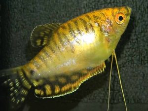 ماهی گورامی طلایی