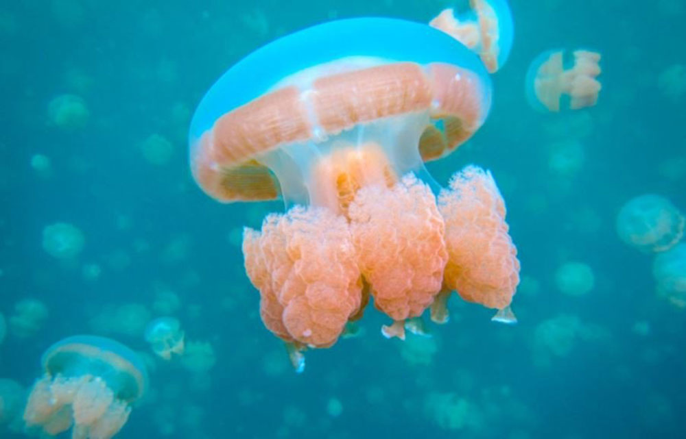 عروس دریایی ، jellyfish