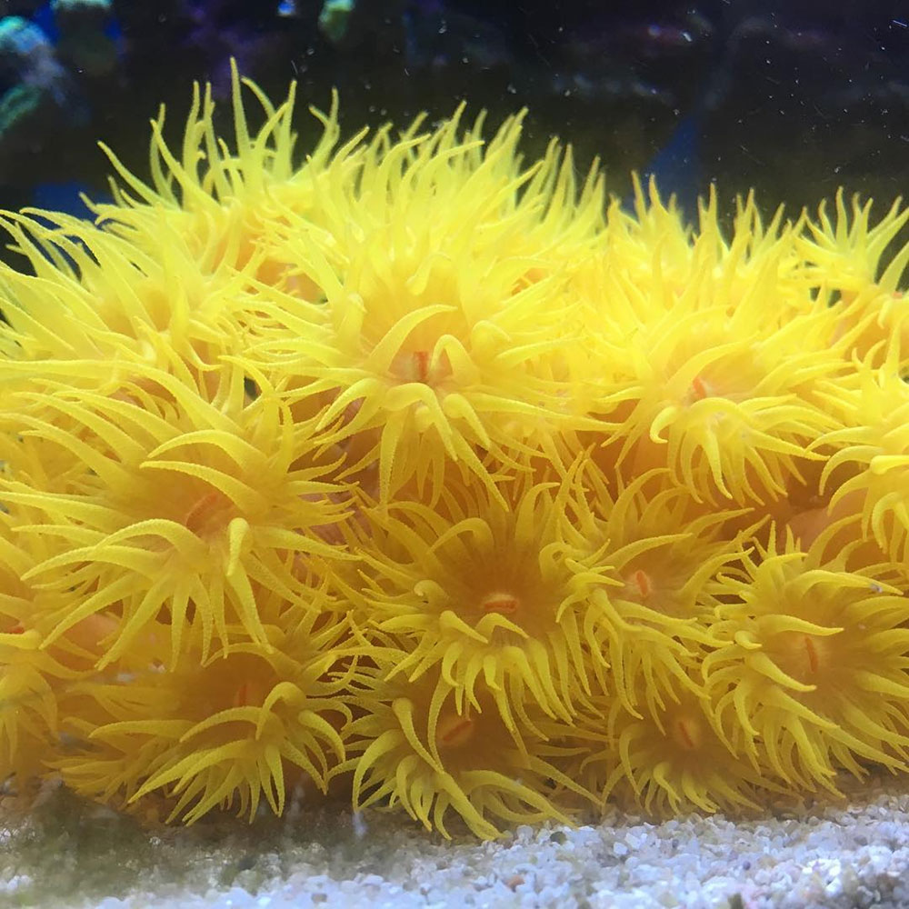 مرجان قیطانی اخگر ، Distichopora (yellow) spp