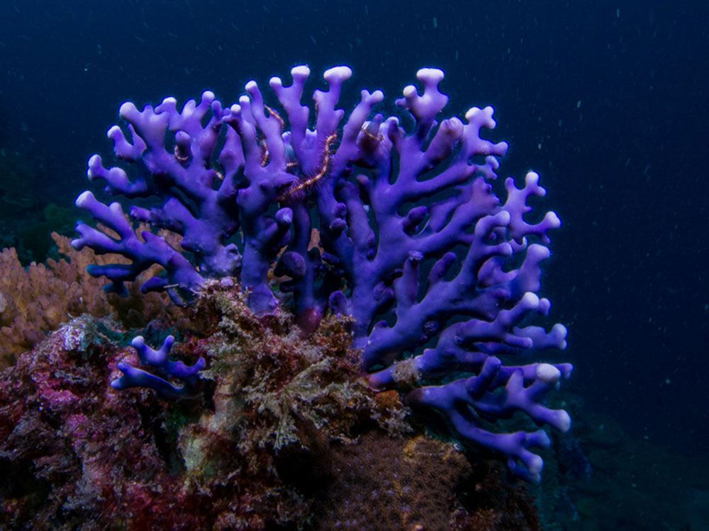 مرجان قیطانی بنفش ، Distichopora (violet) spp