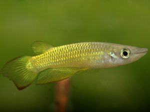 ماهی پانچاکس