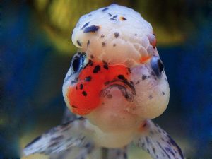 ماهی گلدفیش کله شیری ( اوراندا )
