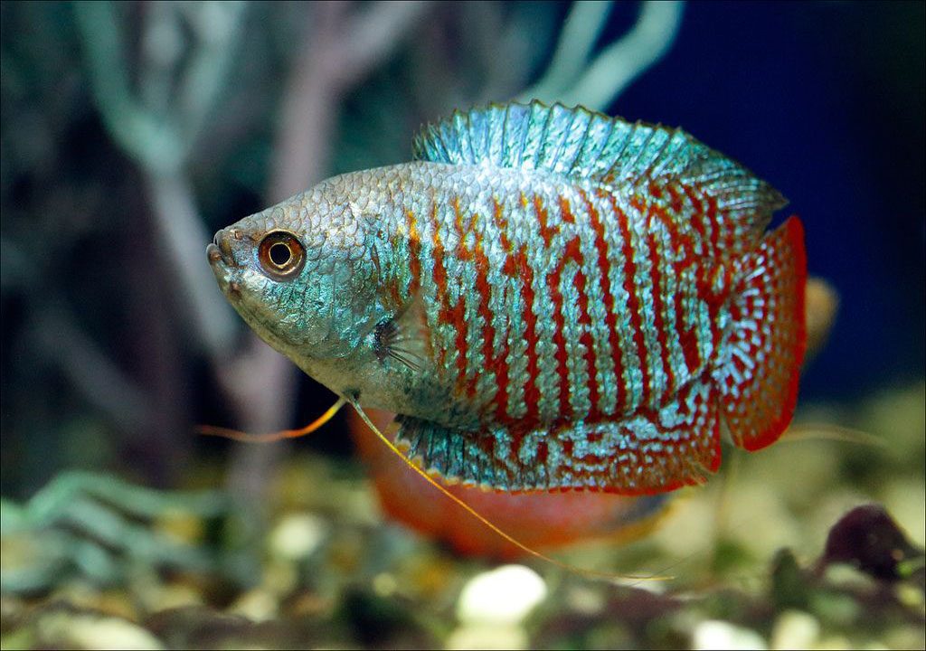 ماهی گورامی دارف