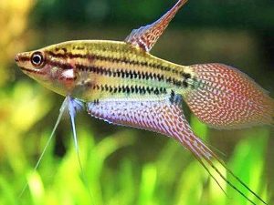 ماهی گورامی صداساز