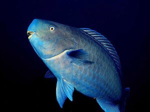 سیچلاید طوطی ماهی ( پروت فیش )
